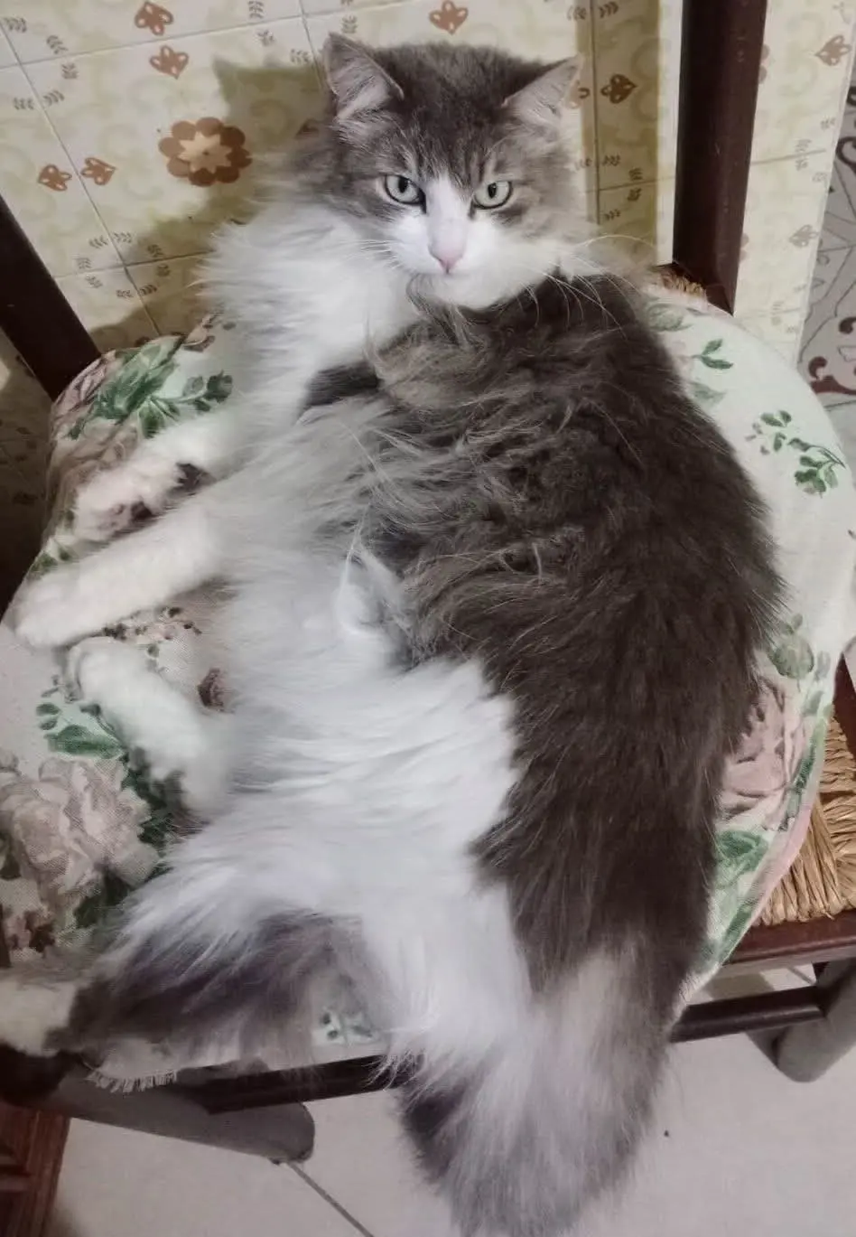 gatta lost   09028 Sestu Filu`